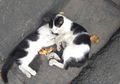 Viral Cerita Anak Kucing Selalu Bawakan Makanan dan Temani Tidur Saudaranya yang Sudah Mati