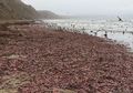 Warga Kaget Bukan Main Melihat Penampakan Ribuan Makhluk Mirip Alat Kelamin Pria Berserakan di Pantai, Terungkap Ini Faktanya