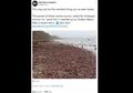 Viral Penampakan Ribuan Obyek Mirip Organ Intim Pria Berserakan di Pantai, Ternyata Ini Fakta Sebenarnya