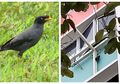 Diganggu Selama 30 Tahun, Wanita Ini Gantung Burung Hidup untuk Takuti Kawanan Lainnya