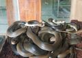 Ramai Teror Ular Kobra Masuk Rumah Warga, Pakar Sebut Satu Benda Inilah yang Mengundang Ular Kobra Masuk Rumah