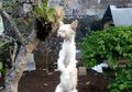 Viral di Bali, Tahu Merpatinya Dimakan oleh Kucing, Hal Mengerikan Ini yang Dilakukan Sang Pemilik Burung terhadap Hewan Malang tersebut!