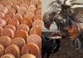 5 Manfaat Gula Merah untuk Ayam Aduan, Salah Satunya Cegah Angka Kematian pada Ayam