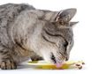 Kucing-kucing Bisa Tertib Mentaati Aturan Social Distancing, Kenapa Manusia Malah Banyak Melanggar? Ini Penjelasannya!