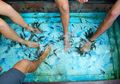 Duh, Pemilik Spa Ikan Ini Merugi Gara-gara Kaki Pengunjung Ini Terlalu Bau Hingga Bikin Semua Ikan Mati
