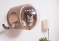 Waspadai, Inilah Jenis Penyakit Mematkan yang Sering Dialami Kucing