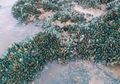 Jadi Buah Simalakama, Jutaan Kerang Hijau Terdampar di Pantai Karawang, Catat Ini Batas Jumlah Kerang Hijau yang Boleh Dikonsumsi Agar Tak Picu Kanker