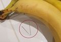 Beli Pisang, Ibu Ini Ngeri Ada Jarum Besar dan Tajam di Dalam Pisang yang Digigit Anaknya
