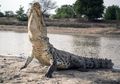 Sejarah Mencatat Punahnya Dinosaurus, Tapi Buaya Nyatanya Jadi Makhluk Purba yang Bertahan dan Luput dari Kepunahan Massal, Apa Rahasianya?