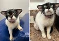Punya Bentuk Wajah Mirip Baby Yoda, Kucing Lucu Ini Viral