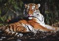 Tafsir Mimpi Dikejar Harimau, Pertanda Apa Sih Ini Sebenarnya?