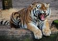 Nyaris Jadi Santapan Harimau Buas, Katemin Selamat Setelah Ucapkan Ini Sambil Tatap Mata Sang Raja Rimba, Saat Pulang Justru Dapat Kabar Menyedihkan