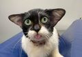 Kucing Ini Menghebohkan Internet Akibat Kelucuannya Membingungkan Warganet Karena Mirip Dua Tokoh Imajinatif Di Harry Potter Dan Star Wars