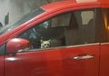 Terperangkap dalam Mobil, Kucing Pintar Ini Nyalakan Lampu Hazard untuk Tarik Perhatian