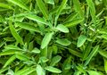 Bukan Hanya Sebagai Obat Batuk, Daun Saga Juga Dapat Mengatasi Rambut Rontok Lho Moms