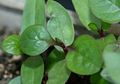 Tak Hanya untuk Perawatan Kulit Alami, Daun Binahong Juga Berikan Manfaat Kesehatan Tak Terduga Ini untuk Tubuh