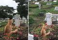 Viral Cerita Kucing yang Berubah Sikap setelah Sang Pemilik Meninggal