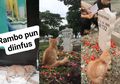 Viral di Sidoarjo, Kucing Ini Patah Hati Ketika Melihat Tuannya Meninggal, Namun Hal yang Mengejutkan Terjadi Ketika Ia Melayat ke Makam! Netizen: Ada yang Naruh Bawang Disini?