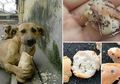 Menyedihkan, Anjing-anjing Liar Ini Sengaja Diberi Makanan dengan Paku di Dalamnya dengan Tujuan yang Keji Seperti Ini
