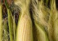Jangan Langsung Buang Rambut Jagung, Ternyata Bisa Atasi Diabetes hingga Cegah Batu Ginjal Bila Dikonsumsi dengan Cara Ini!