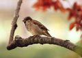 Mitos 5 Burung ini Masuk Rumah, Pertanda Baik Atau Burukkah Ini?