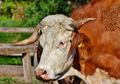 Pantas Sperma Banteng yang Harganya Hampir Rp1 Miliar Diincar Pencuri, Ternyata Karena Dipercaya Punya Manfaat Ini