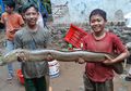 Kejatuhan Rezeki Nomplok Usai Banjir Bandang, Warga 'Serok' Ribuan Ikan Besar di Sungai, Banyak Jenisnya hingga Ukuran yang Tak Biasa