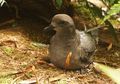Menggerogoti Habis Jari Kaki hingga Merusak Paruh, Anak-anak Burung Ini Diserang Penyakit Misterius yang Ternyata Datang dari Sini dengan Racun Penghancur Mengerikan!