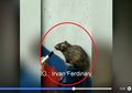 Viral Wawancara Tikus Minta Anies Baswedan Atasi Banjir Jakarta, Bisa Picu Penyakit Leptospirosis