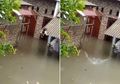 Jantung Netizen Dibuat Berdegub Kencang, Kucing Ini Nekat Nyemplung ke Genangan Air Setinggi 2 Meter Lebih Saat Terjebak Banjir Jakarta: Mana Si Empus Kagak Nongol-nongol