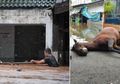 Kusirnya Pingsan, Kuda Malang Ini Mati Kelelahan, Nekat Terjang Banjir Setinggi Dada demi Selamatkan Penumpang