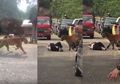 Nyawanya di Ujung Tanduk, Kakek yang Terjatuh Ketakutan Ini Sudah Pasrah saat Seekor Harimau Mendekatinya, tapi yang Terjadi Kemudian sangat Mencengangkan