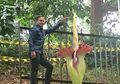 Cuma Seminggu, Bunga Bangkai Mekar Sempurna di Kebun Raya Bogor
