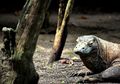 Tafsir Mimpi Melihat Komodo, Pertanda Apakah ini Sebenarnya?