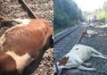 Ditabrak Kereta Api Cepat, 20 Ekor Sapi Tewas, Padahal Mereka Diduga Telah Mengembara Sejauh 8 Kilometer Sebelumnya