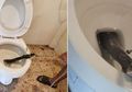 Viral di Facebook: Pria Ini Kaget Bukan Main saat Tahu Ada Binatang Mematikan Muncul dari Toilet!
