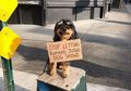 Anjing Ini Memprotes Kegiatan Konyol Manusia dengan Kelucuannya