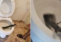 Harus Jeli, Kobra Raksasa Ini Bersembunyi di Toilet Saat Seorang Pria Akan Menggunakannya, Sempat Mendesis Saat Susah Payah Dikeluarkan