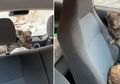 Salut! Dua Remaja Ini Berkeliling Australia Demi Selamatkan Koala yang Jadi Korban Kebakaran Hutan