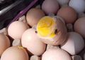 Hati-hati, Sudah Ditemukan Pabrik Kue Menggunakan Telur Busuk Sebagai Bahan Dasarnya