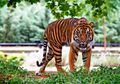 Harimau Diduga Masuk Kampus Unsri, Begini Kesaksian Mahasiswa dan Warga Sekitar