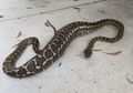 Panjangnya Capai 2 Meter, Ular Piton Raksasa Ini Ditemukan Sedang Tidur di Kebun, Ternyata Sudah Memangsa 'Bagian Keluarga' Ini: 'Anak-anaknya Juga Sangat Sedih'