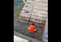 Beredar Video Ikan-ikan Loncat ke Permukaan di Perairan Gorontalo, Benarkah Pertanda Gempa dan Tsunami?