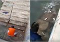 Ngeri! Viral Video Ikan Semua Loncat ke Daratan di Gorontalo, Pertanda Gempa Besar? Begini Kata Ahli