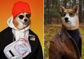 Dandan Super Stylish Layaknya Model, Anjing Ini Punya Ratusan Ribu Followers di Instagram