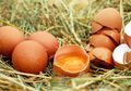 Telur Sumber Protein Hewani Terjangkau, Tapi Tidak Semua Orang Bisa Mengonsumsinya