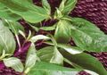 Tak Salah Jika Tanaman Ini Dijuluki Ratu Herbal, Manfaatnya Bisa Cegah Penyakit Mematikan Ini