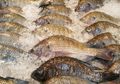 Waspadai Ikan nan Gurih dan Lezat Ini, Ternyata Mengandung Zat Kimia dan Bisa Picu Penyakit Kanker
