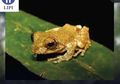 Penemuan Terbaru: Katak Renda Piasak dari Kalimantan yang Bisa Menyamar