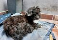 Tega! Sengaja Dibuang, Mata Anjing Ini Diberi Lem Pemiliknya Supaya Nggak Kembali Pulang